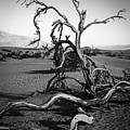 Dead Tree On The Dunes