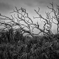 Dead Trees and Palmettos