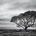 Lone Tree At The Salt Marsh