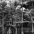 The Swamp